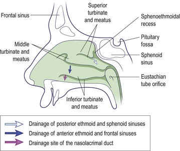 Nose and Paranasal Sinuses | Ento Key
