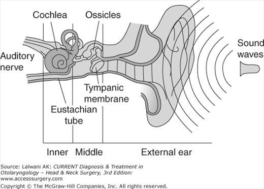 Anatomy & Physiology of the Ear | Ento Key