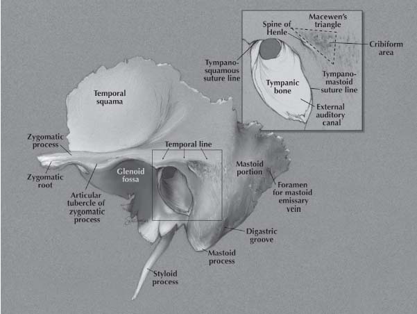 Anatomy of the Temporal Bone | Ento Key