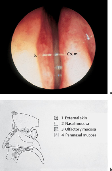 Endoscopic Anatomy of the Nose and Paranasal Sinuses | Ento Key