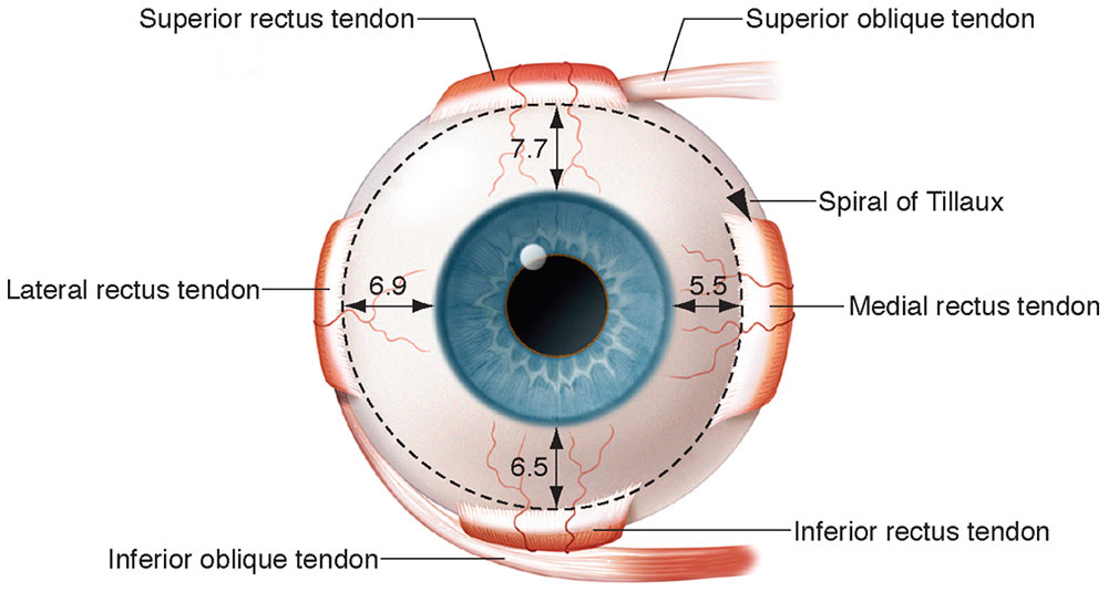 Orbit and Ocular Adnexa Ento Key