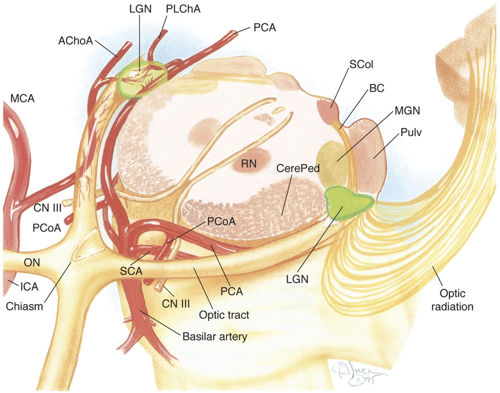 Chapter 1 NeuroOphthalmic Anatomy Ento Key
