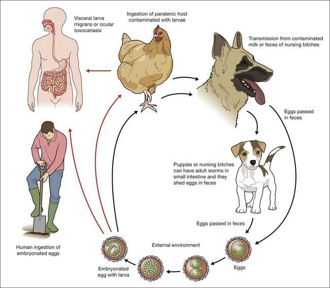 Toxocara Canis Life Cycle