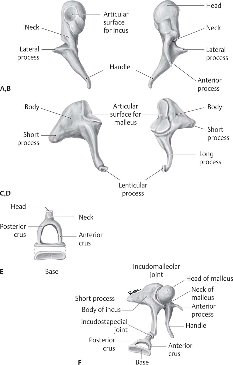 Anterior limb of stapes - e-Anatomy - IMAIOS