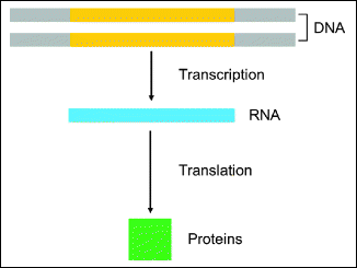 A217958_1_En_15_Fig2_HTML.gif