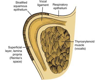 vocal fold layers