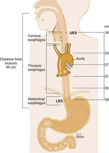 Oesophagus Diagram
