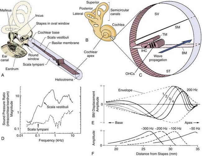 Cochlear Transduction And The Molecular Basis Of Auditory Pathology
