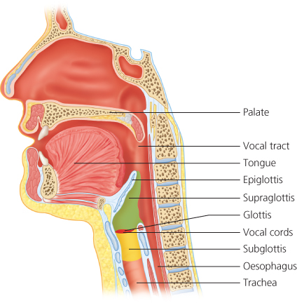 Hoarseness and Voice Disorders | Ento Key