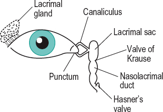 canuliculus plural eye