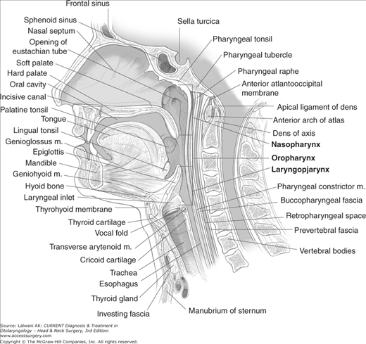 Anatomy | Ento Key