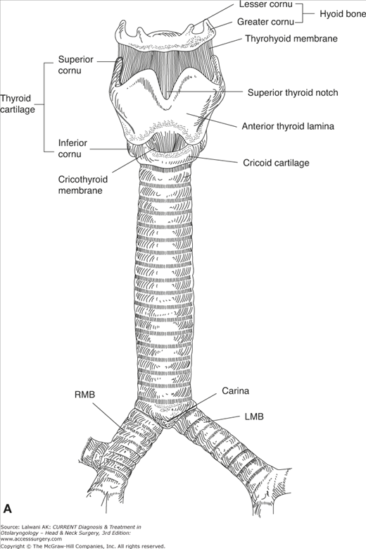 trachea relations