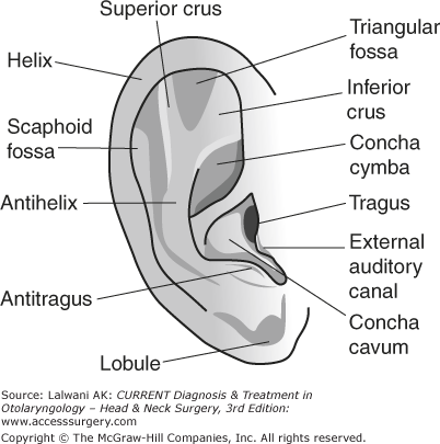 Get External Ear Anatomy PNG