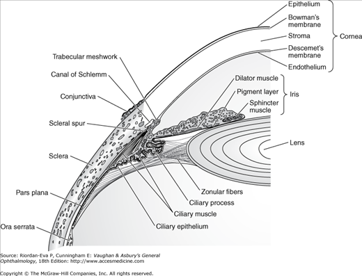Episclera Histology
