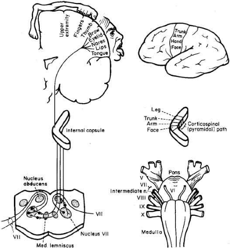 Mandibular Nerve, Formation, Course, Relations