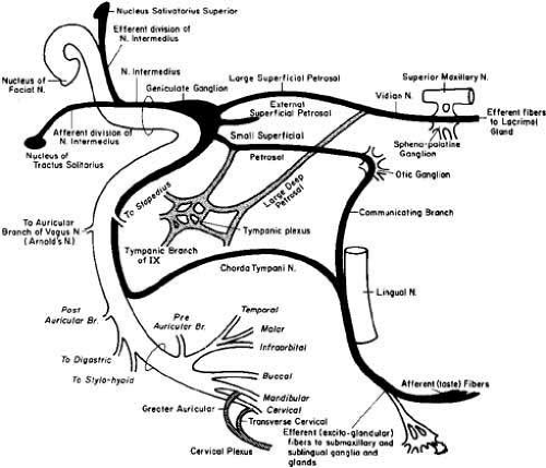 Anatomy Of Facial Nerve 8