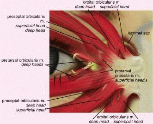 Eyelid Anatomy Ento Key Eyelid Anatomy Ento Key