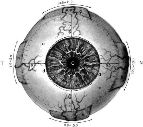 human iris diagram