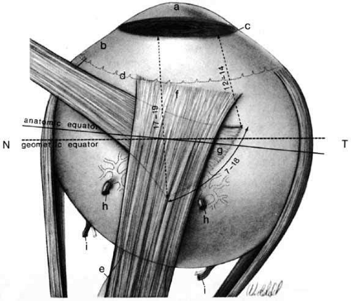 Equator of eyeball - e-Anatomy - IMAIOS