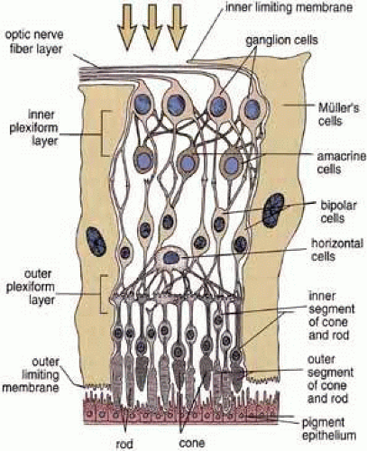 The retina and retinal pigment epithelium (RPE)