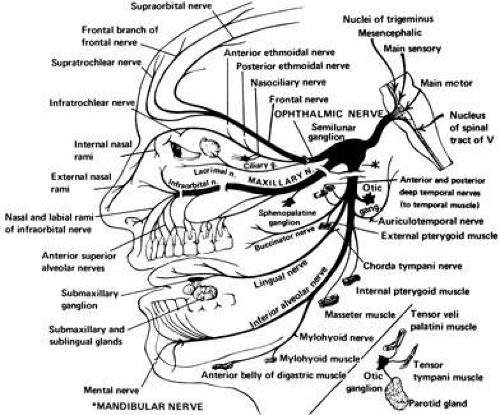 Cranial Nerve V - Trigeminal V3 - Mandibular Division Diagram