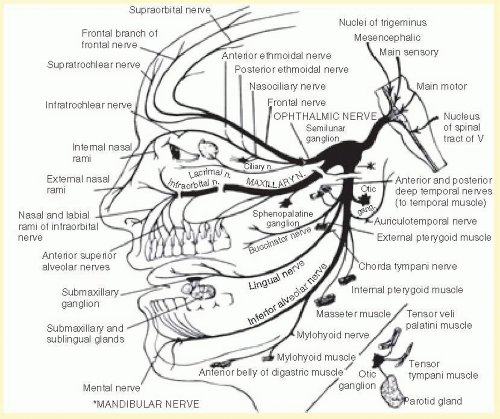 Pathway Of Trigeminal Nerve