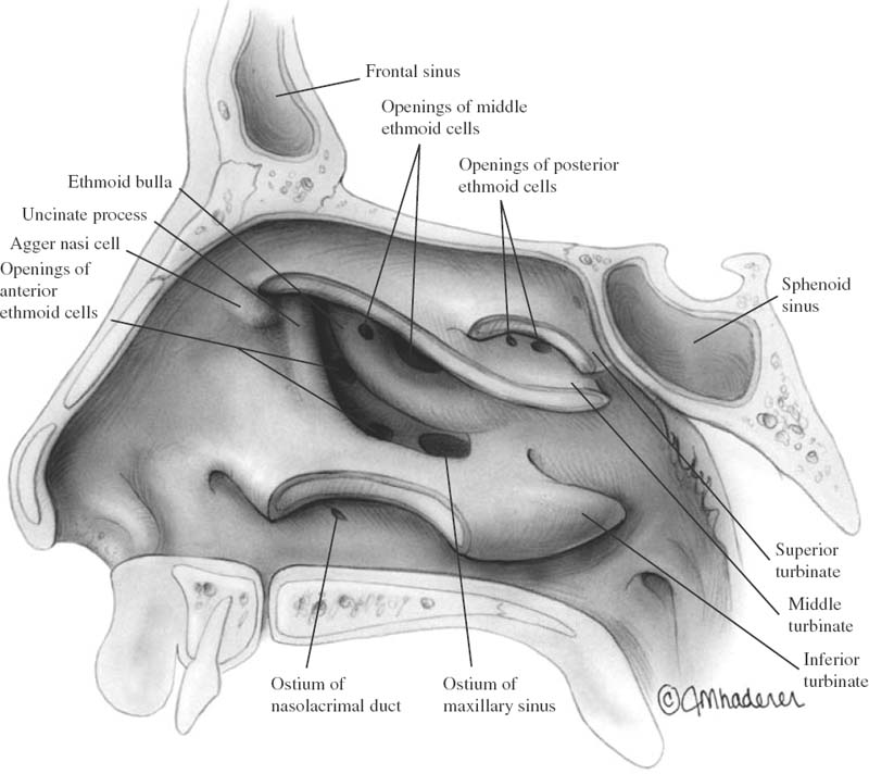 Surgical Anatomy Of The Paranasal Sinus Ento Key