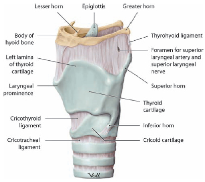 Laryngeal Anatomy | Ento Key