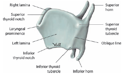 cricoid cartilage posterior view