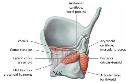 thyroarytenoid cadaver