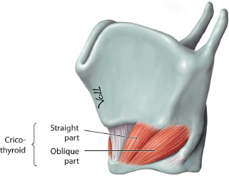 cricothyroid innervation