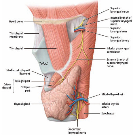 Surgical anatomy of the external branch of the superior laryngeal