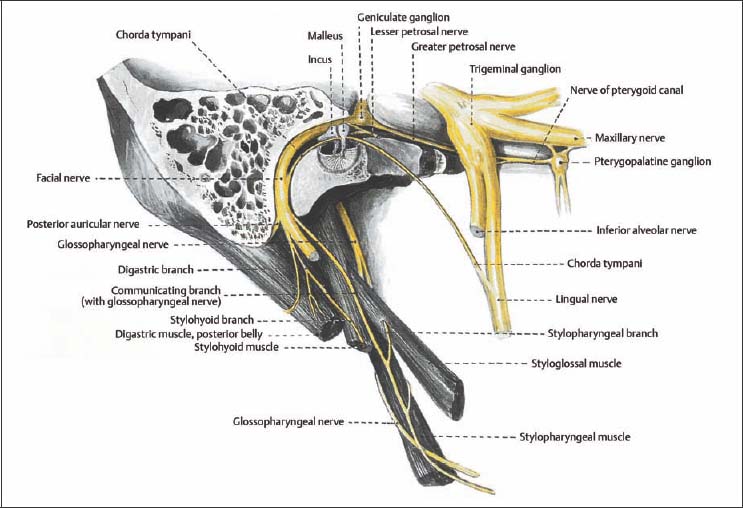 Mandibular Nerve, Formation, Course, Relations