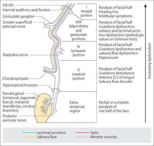 facial nerve palsy pathway