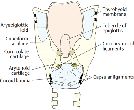 Anatomy of the Larynx | Ento Key