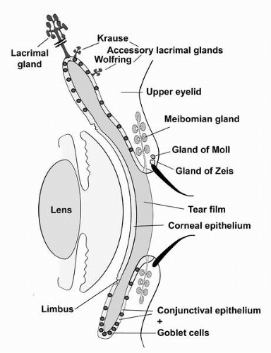 Eye Anatomy Limbus