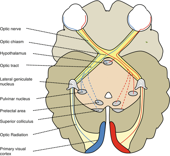 The Optic Nerve Ento Key