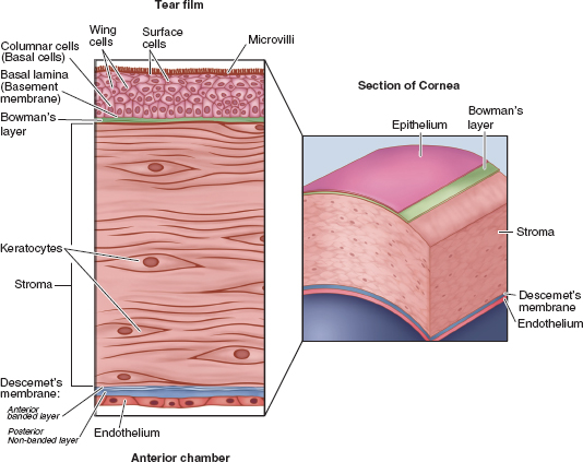 Cornea Structure