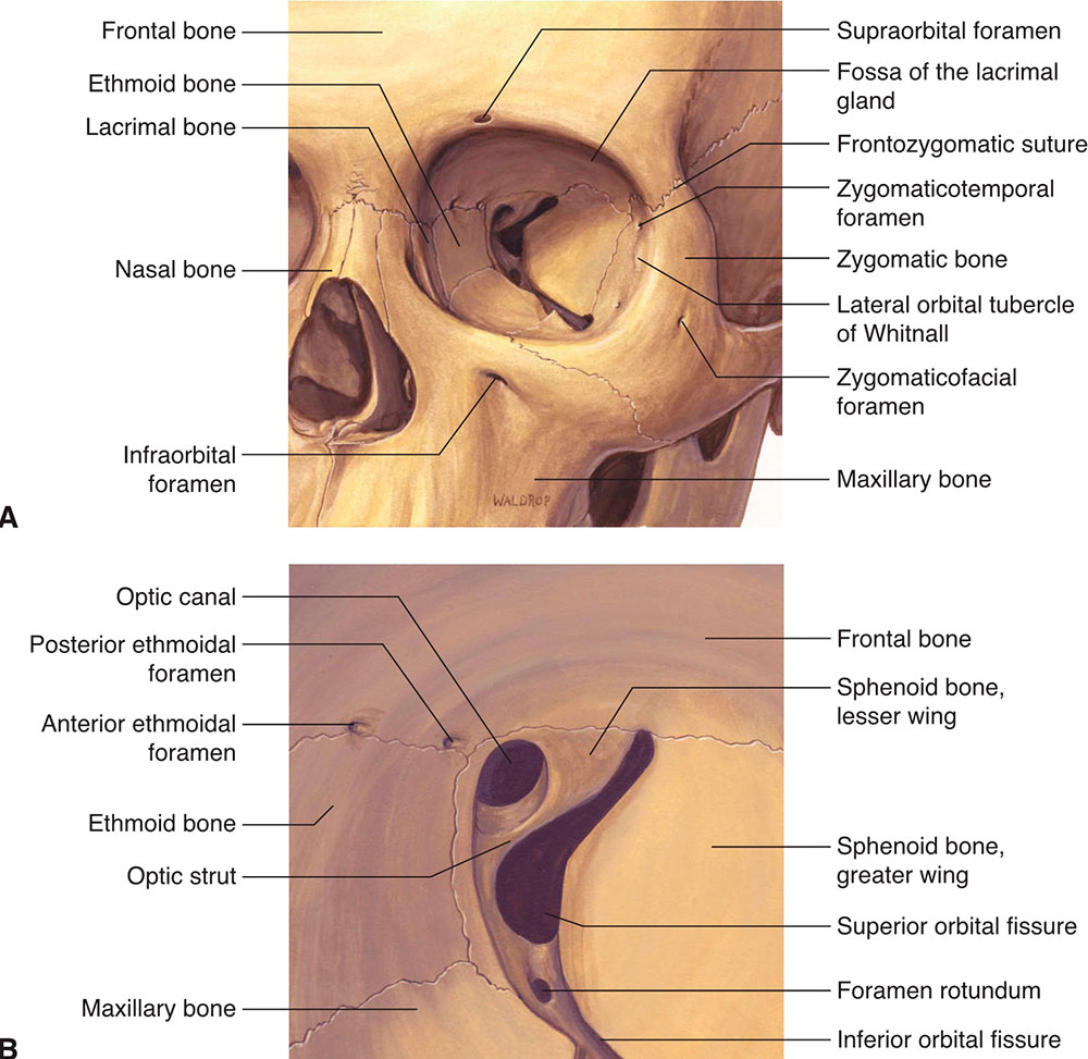 Строение глазницы кости. Глазница орбитальная кость. Стенки глазницы анатомия. Полость глазницы анатомия. Анатомия черепа кости глазницы.