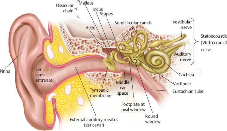 Hammer, Anvil & Stirrup by otoscopy. Bones of the middle ear