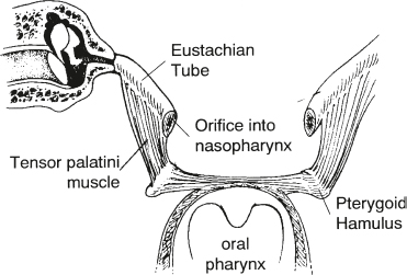Anatomy and Physiology of the Auditory System | Ento Key