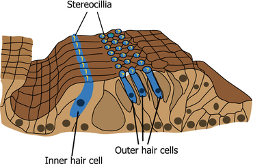 Hair Cell | Ento Key