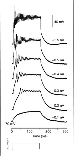 Electrogenesis Of The Electroretinogram | Ento Key