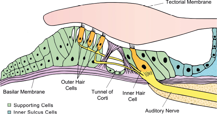 Stem Cell-Based Hair Cell Regeneration and Therapy in the Inner Ear