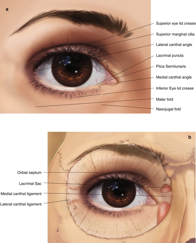 Eyelid Surface Anatomy