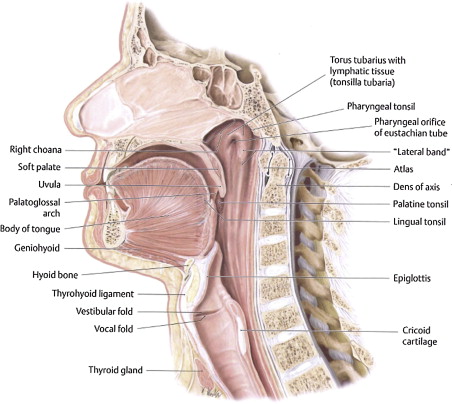 The Wig Head Course: Anatomy of the Swallow – CEU Espresso