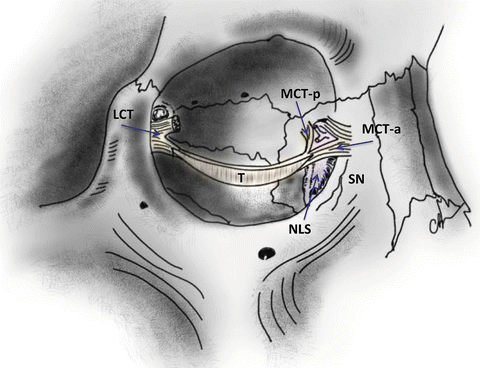 Anatomy Of The Lacrimal System | Ento Key