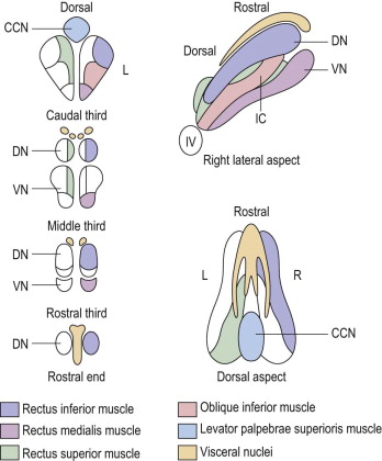 Neural Control Of Eye Movements | Ento Key