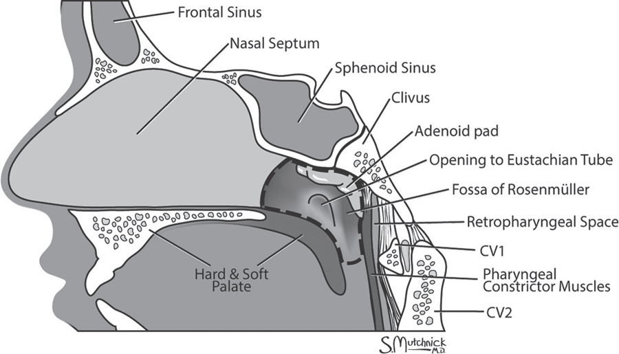 The Nasopharynx | Ento Key