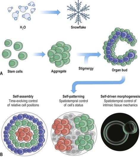 Biochemistry And Cell Biology | Ento Key